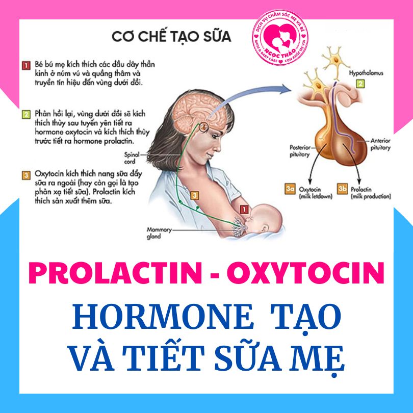 2 hormone chế tiết sữa mẹ